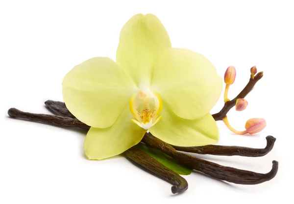 Palitos de vainilla y orquídeas amarillas — Foto de Stock