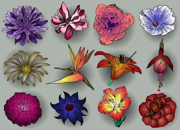 Set bloemen — Stockvector