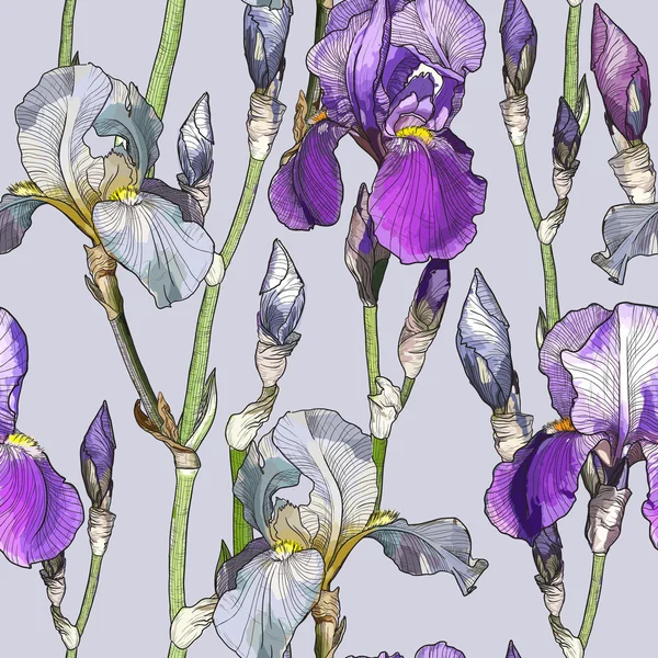 Χωρίς ραφή πρότυπο με όμορφα λουλούδια Ίρις — Διανυσματικό Αρχείο