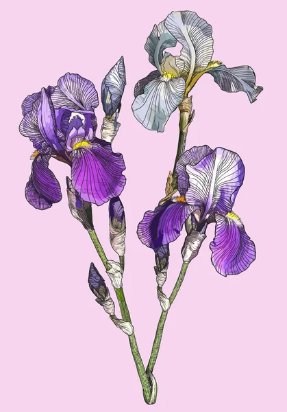 Gren av blommande Iris — Stock vektor