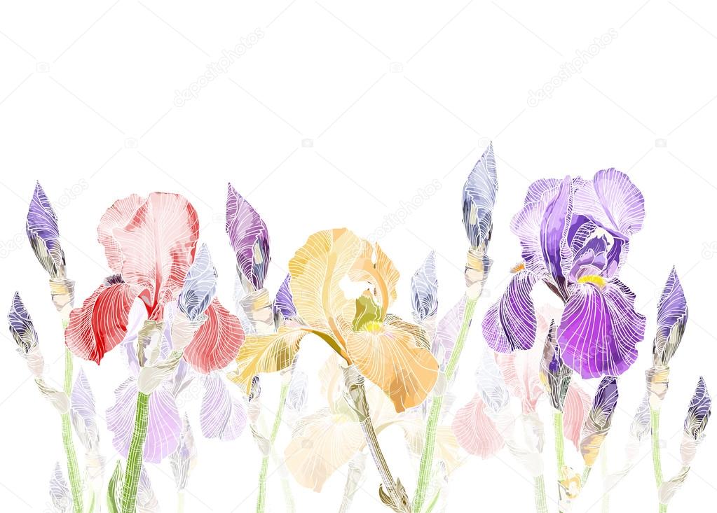 Art Pastel background with Beautiful iris flower