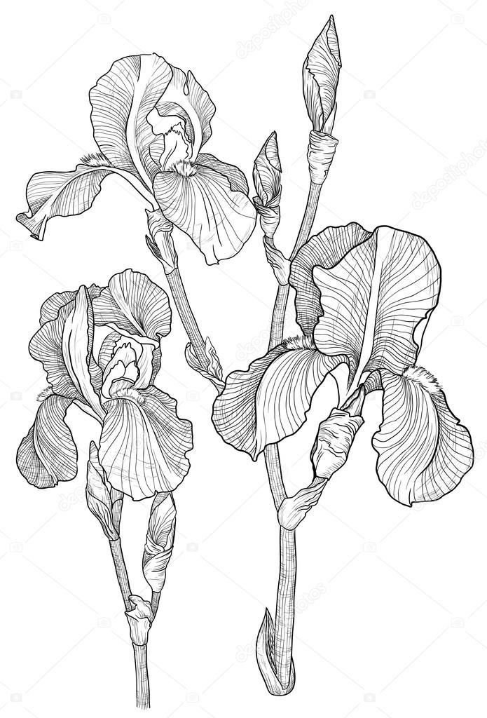Sketch of bouquet of blooming irises