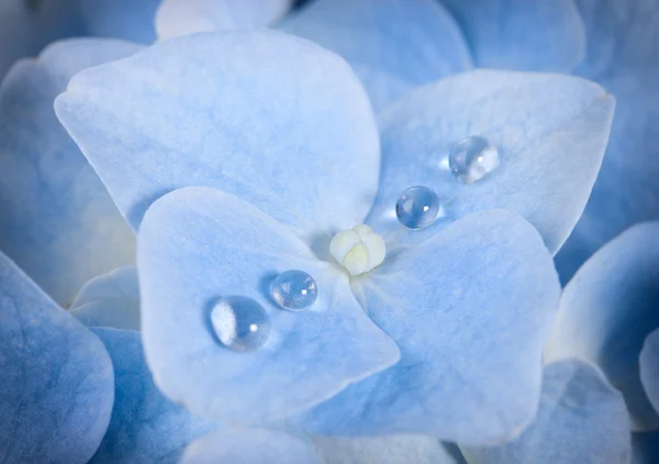 露を帯びた青いアジサイの花 — ストック写真