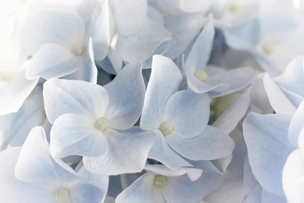 Hortensias en estilo de color retro — Foto de Stock