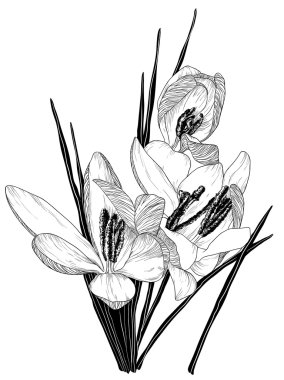 Kroki çiçek açan Çiğdem çiçek