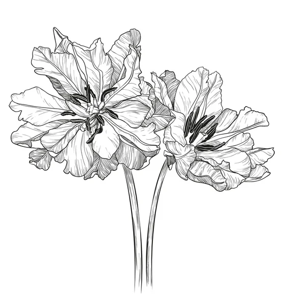 Croquis de tulipes sur fond blanc — Image vectorielle