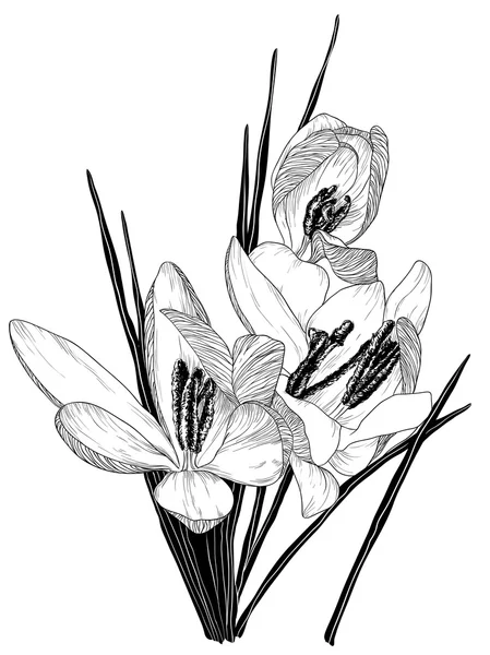 Croquis de fleurs de crocus en fleurs — Image vectorielle