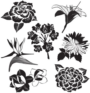 Aster, manolya, cennet kuşu çiçeği, lily ve Kamelya