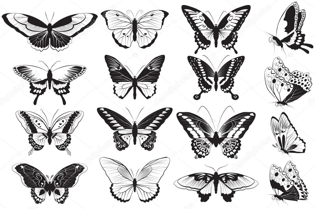 Vector set of Black and white butterflies
