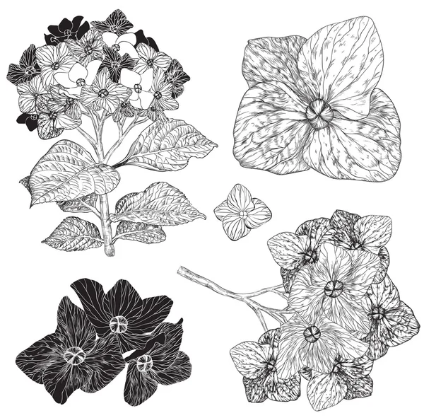 Ensemble d'hortensias fleuries, noir et blanc — Image vectorielle