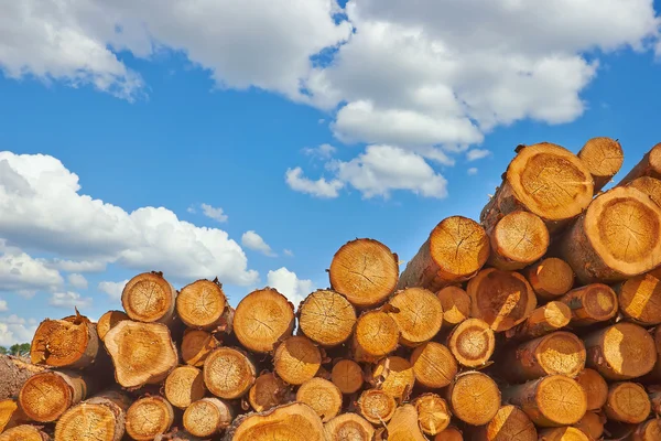 Troncos de madera con cielo azul —  Fotos de Stock