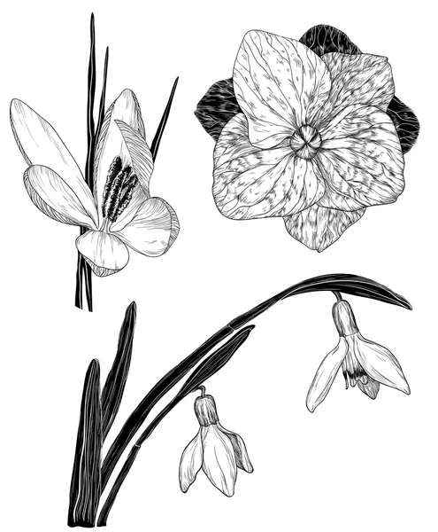 Flores de primavera en el estilo de boceto: Gota de nieve, cocodrilo, flor de lila — Archivo Imágenes Vectoriales