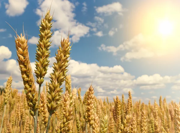 Goldenes Weizenfeld bei sonnigem Tag — Stockfoto
