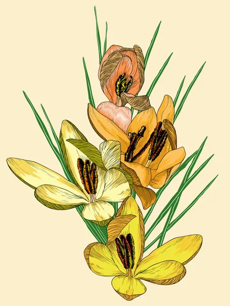 Flores amarelas de croco —  Vetores de Stock