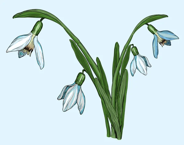 Spring flowers snowdrops — Stock Vector