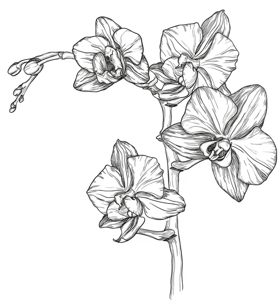 Croquis de fleur d'orchidée — Image vectorielle