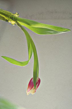 Bir kırmızı lale çiçek