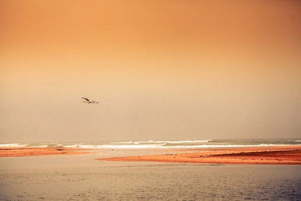 Flamingo bird flying over the ocean shore — Stock Photo, Image