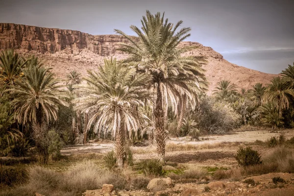 Palmbomen in oase groeien in de woestijn berg — Stockfoto