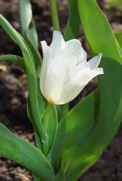 Fresh White Tulip Bright Green Leaves Flower Bed Vertical Photo — Stock Photo, Image