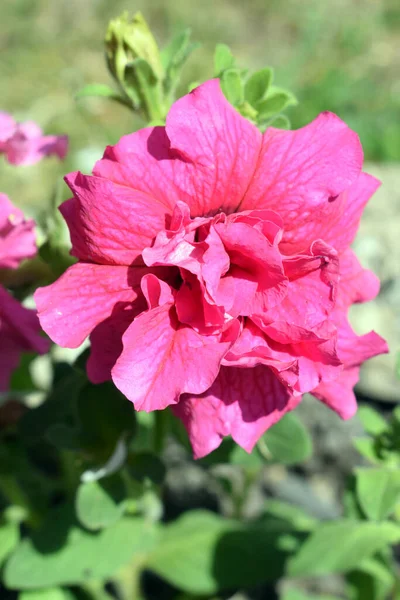 Petúnia Fofa Rosa Com Folhas Verdes Foto Vertical Uma Bela — Fotografia de Stock