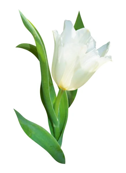 美しい繊細な白いチューリップが白い背景に隔離されています 1つの花芽と緑の葉 — ストック写真