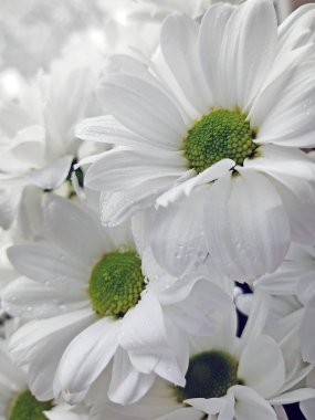 Bulanık arka planda beyaz çiçekler. Dekoratif bahçe papatyaları, kasımpatılar. Dikey fotoğrafçılık.