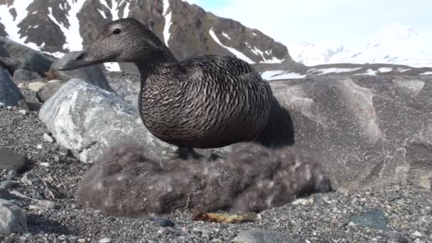 Eiderente auf dem Nest - arktische Tierwelt — Stockvideo