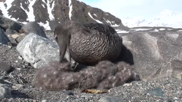 Eider duck on the nest - Arctic wildlife — Stock Video