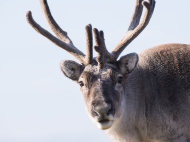Vahşi Arctic Ren geyiği - Spitsbergen, Svalbard