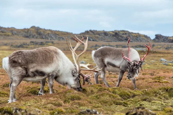 Wild Arctic reindeer in natural habitat - Svalbard, Spitsbergen — Stock Photo, Image