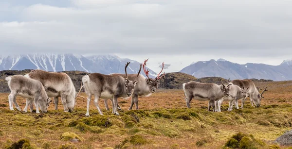 Vahşi Arctic Ren geyiği aile - Spitsbergen, Svalbard