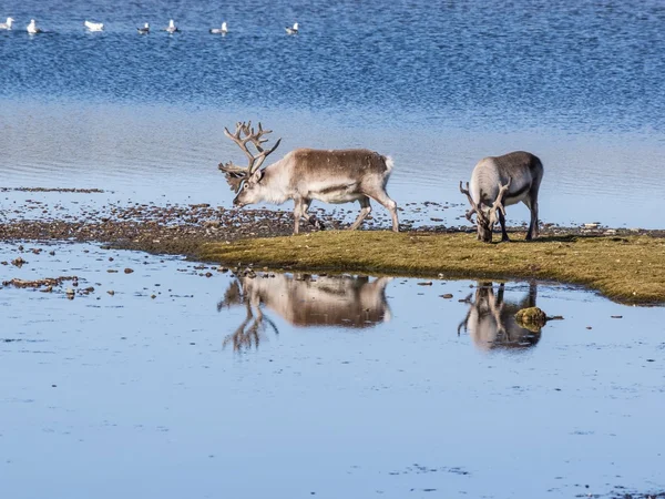 Wilde arktische Rentiere in natürlichem Lebensraum - Spitzbergen — Stockfoto