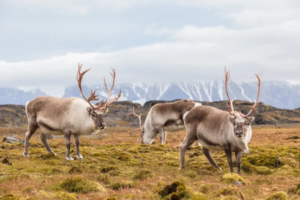 Renna artica selvatica in habitat naturale - Svalbard, Spitsbergen — Foto Stock