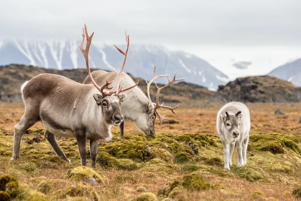 Vahşi Arctic Ren geyiği aile - Spitsbergen, Svalbard — Stok fotoğraf