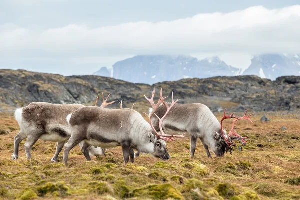 Dzikie renifery Arctic rodziny - Spitsbergen, Svalbard — Zdjęcie stockowe