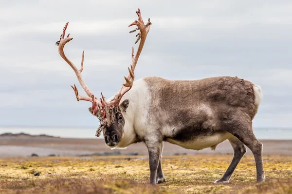 Vad sarkvidéki rénszarvas, készen arra, hogy levetkőzni ő agancs - Spitzbergák, Svalbard — Stock Fotó