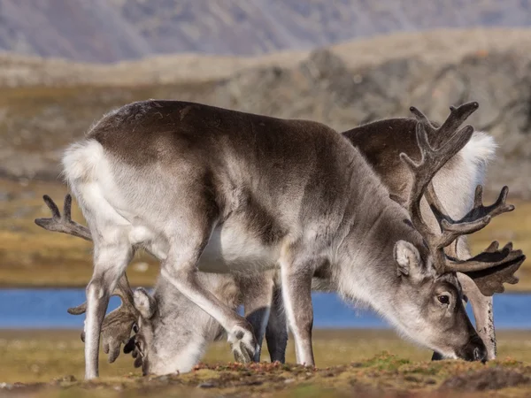 Vilda arktiska renar - Spetsbergen, Svalbard — Stockfoto