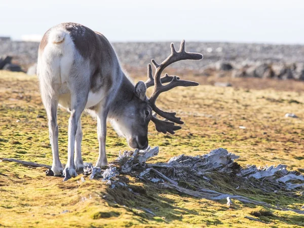 Vilda arktiska renar - Spetsbergen, Svalbard Royaltyfria Stockfoton