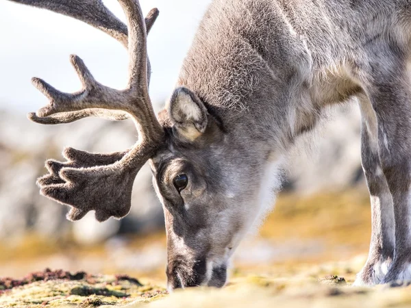 Renas árcticas selvagens em habitat natural - Svalbard, Spitsbergen Imagem De Stock