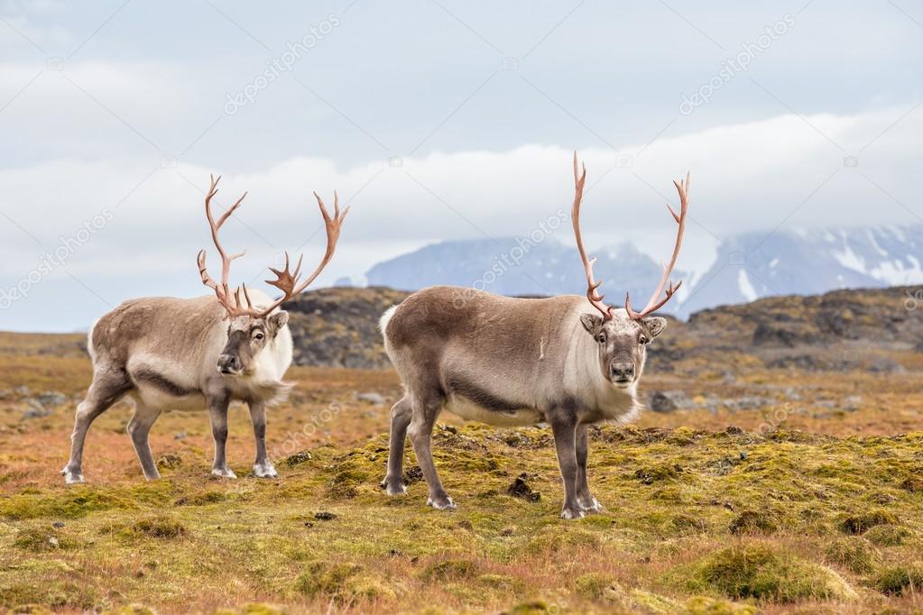 Wild Arctic reindeer in natural habitat - Svalbard, Spitsbergen