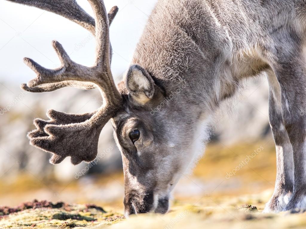 Wild Arctic reindeer in natural habitat - Svalbard, Spitsbergen