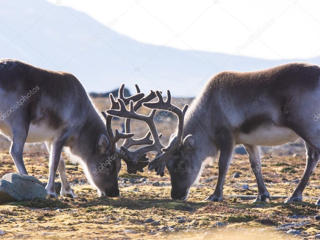 Wild Arctic reindeer - Spitsbergen, Svalbard
