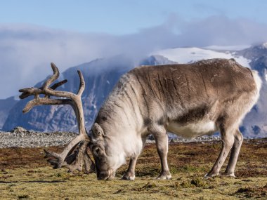 Vahşi Arctic Ren geyiği - Spitsbergen, Svalbard