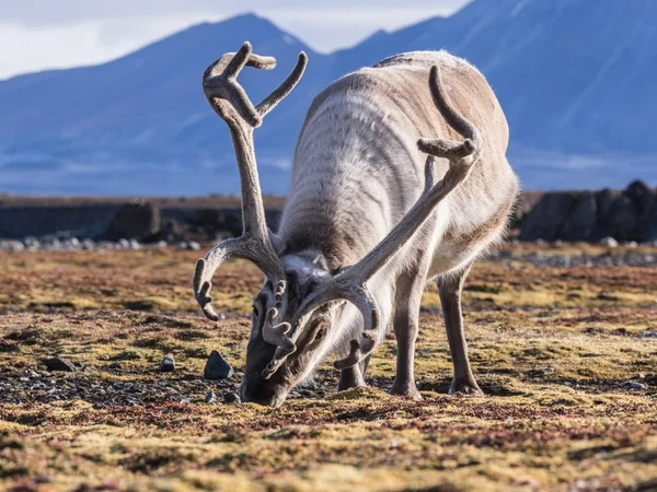 野生北极驯鹿-斯匹次卑尔根，斯瓦尔巴德群岛 — 图库照片
