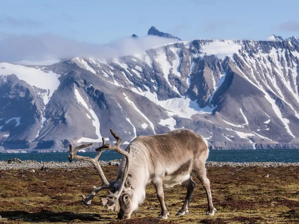 Renna artica selvatica Spitsbergen, Svalbard — Foto Stock