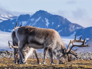 Wild Arctic reindeer - Spitsbergen, Svalbard clipart