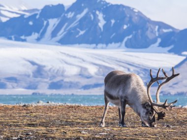 Vahşi Arctic Ren geyiği - Spitsbergen, Svalbard