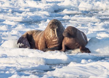 Couple of walruses on the ice - Arctic, Spitsbergen clipart