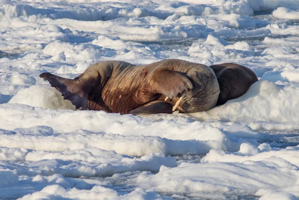 Morslar buzda - Arctic, Spitsbergen birkaç